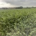 榉树小苗，1米榉树小苗，1公分榉树小苗