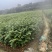 榉树小苗，1米榉树小苗，1公分榉树小苗