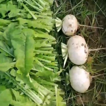 遂宁安居圆萝卜