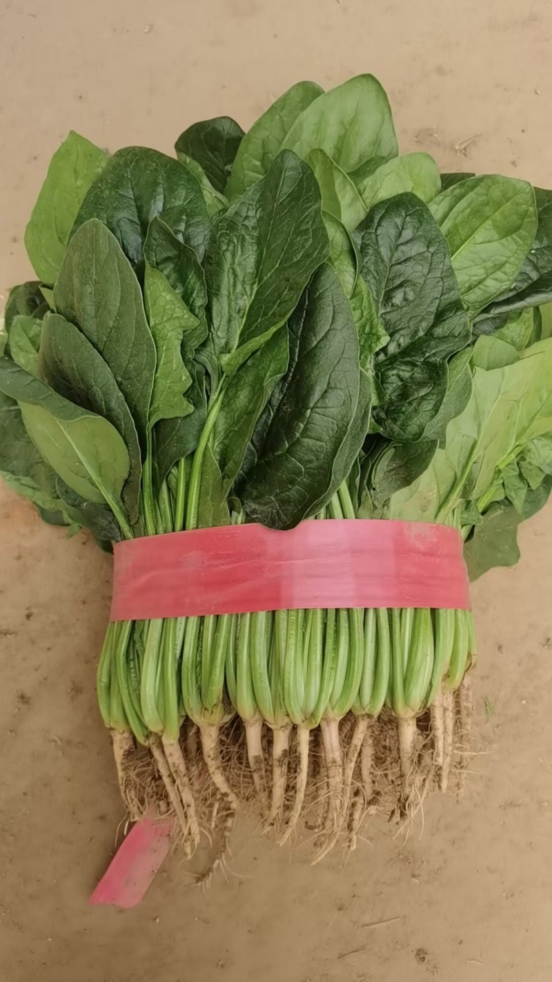 【荐】优质菠菜叶面干净品质保证大量现货产地直发