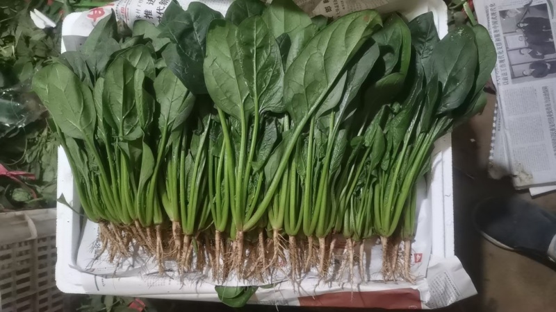 【荐】优质菠菜叶面干净品质保证大量现货产地直发