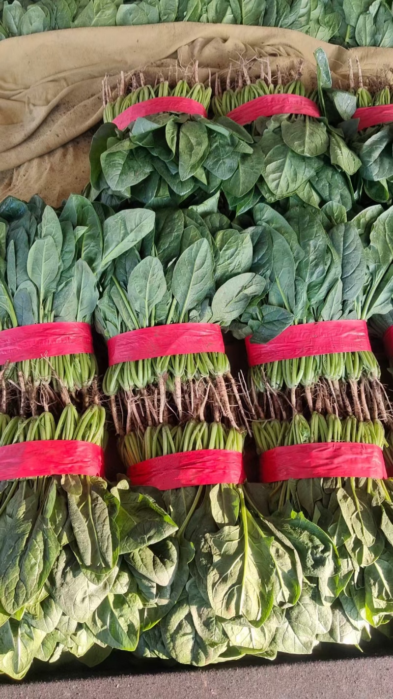 【荐】优质菠菜叶面干净品质保证大量现货产地直发