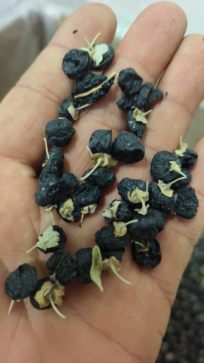 宁夏大粒黑枸杞。泡茶满满的花青素，颗粒饱满。，