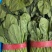 【荐】优质菠菜叶面干净品质保证大量现货产地直发