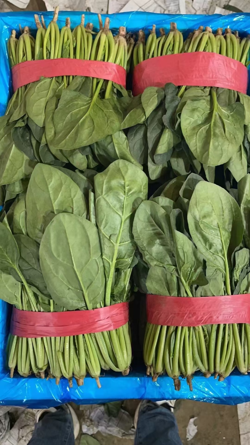 【荐】优质菠菜叶面干净品质保证大量现货产地直发
