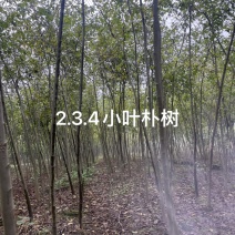 3公分朴树