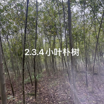3公分朴树