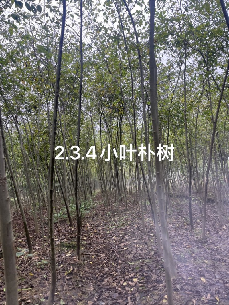 3公分朴树