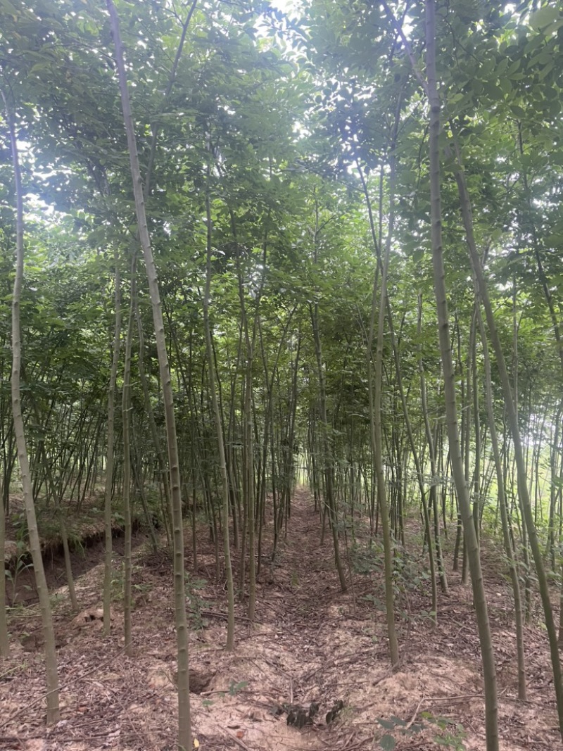 3公分朴树