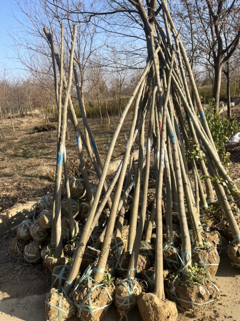 3公分朴树