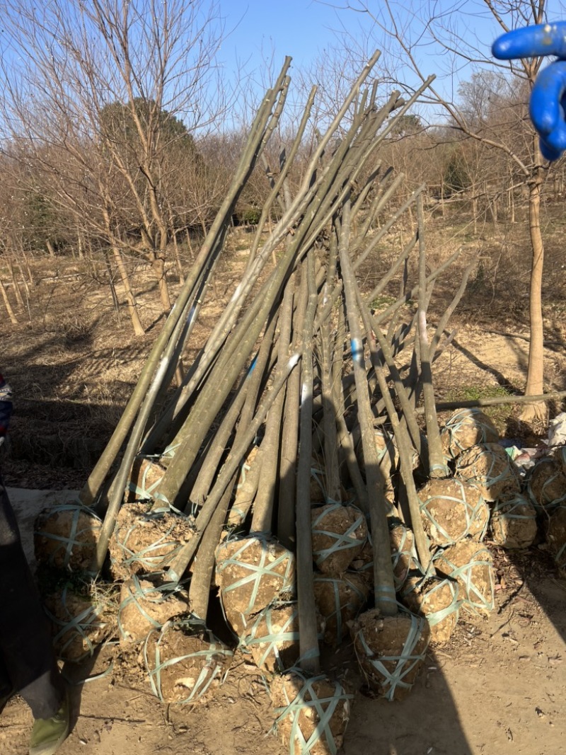 3公分朴树