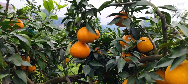 【爱媛38果冻橙】四川精品柑桔产地直供现摘现发大量供应