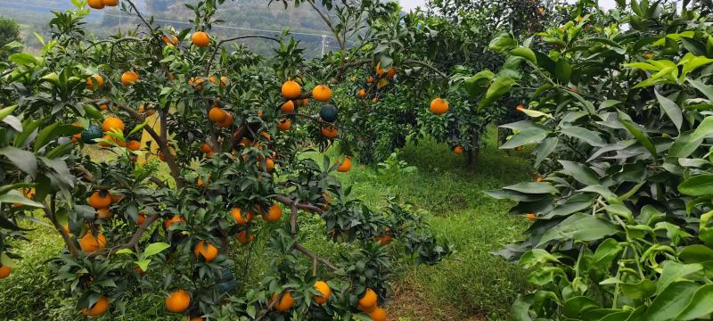 【爱媛38果冻橙】四川精品柑桔产地直供现摘现发大量供应