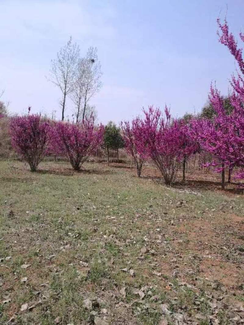 【实力商家】精品紫荆质优价廉现挖现发品质保证一手货