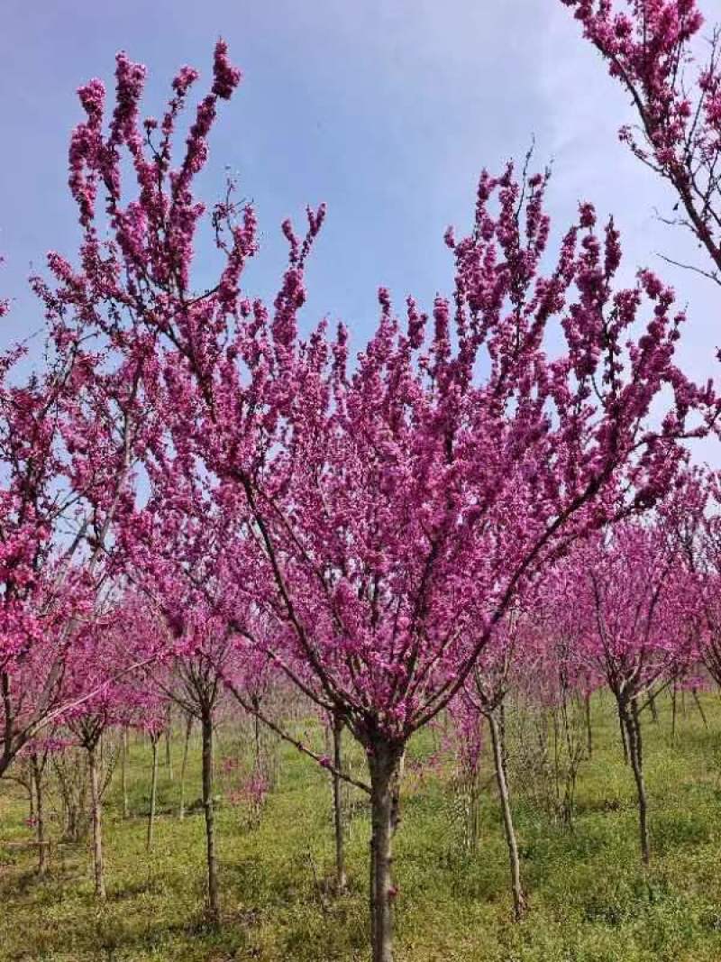 【实力商家】精品紫荆质优价廉现挖现发品质保证一手货
