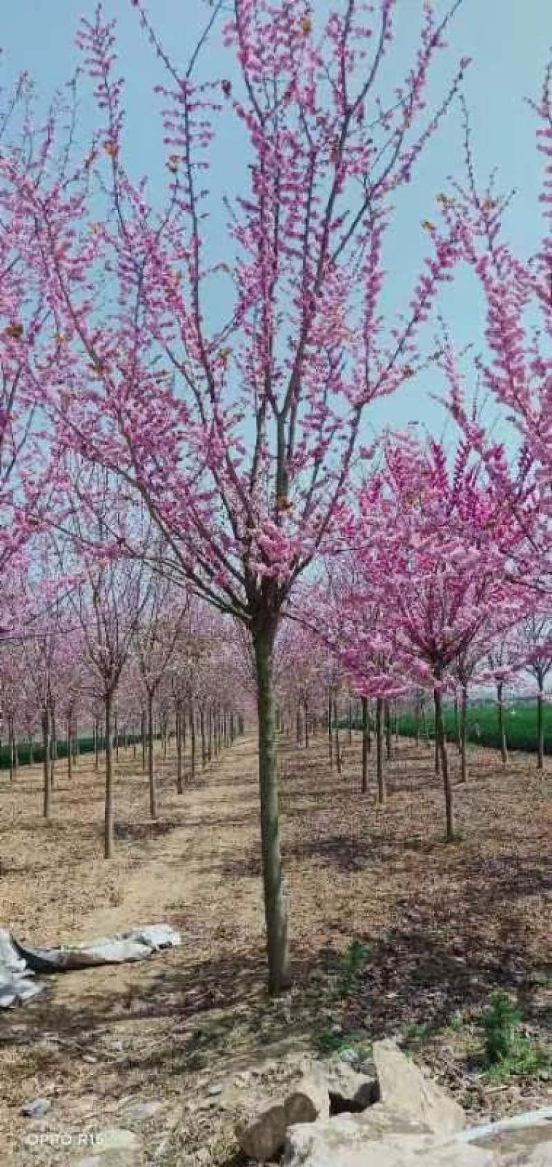 【实力商家】精品紫荆质优价廉现挖现发品质保证一手货
