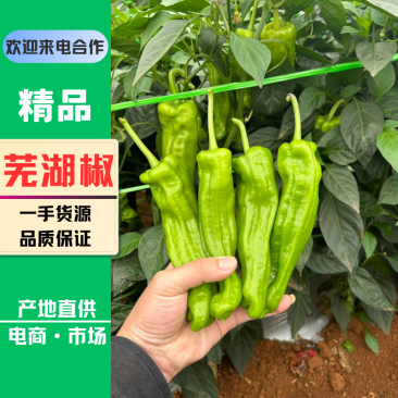 芜湖椒黄皮薄皮椒青皮薄皮椒苏椒泡王基地一手货源