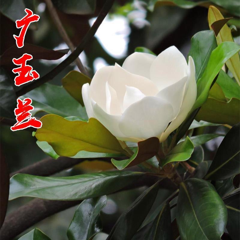 【广玉兰】规格齐全视频看货耐寒成活率高常年供应