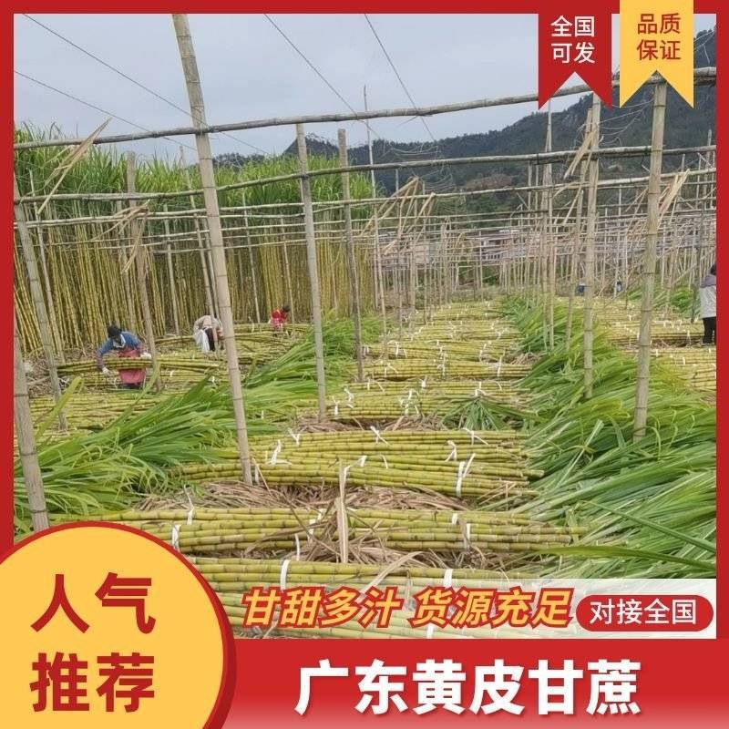热卖广东甘蔗黄金甘蔗黄皮甘蔗产地直发长期供应