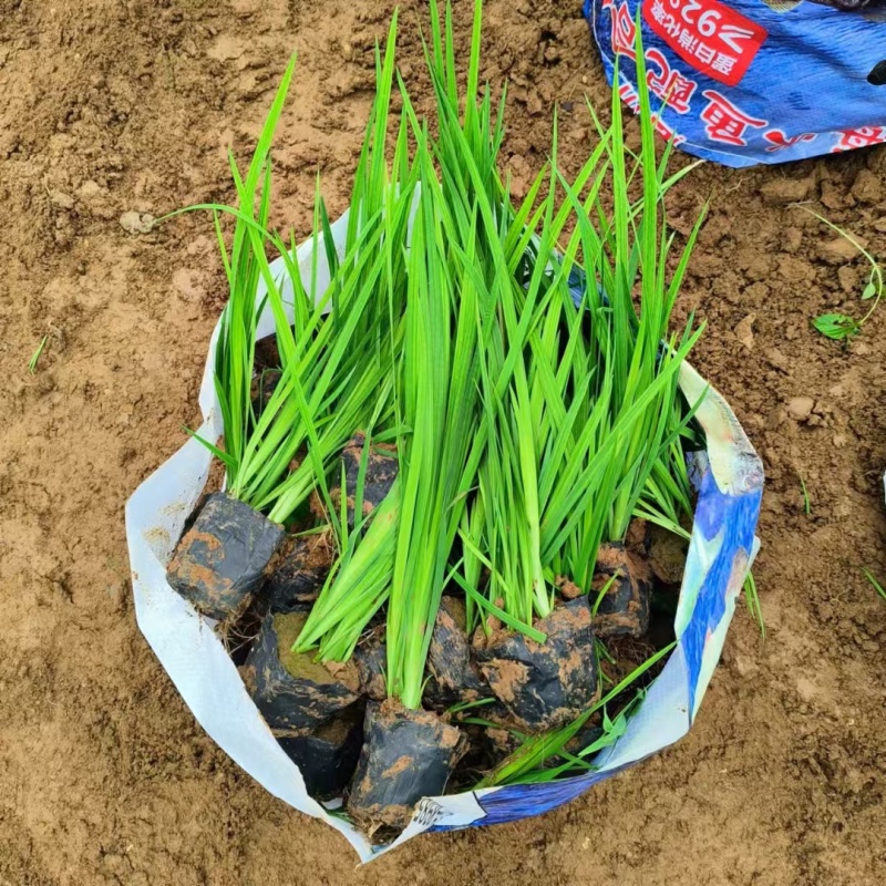 黄菖蒲