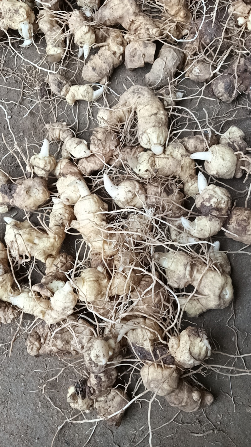 伏牛山多花黄精，量大质优，含糖量高，适用各种加工
