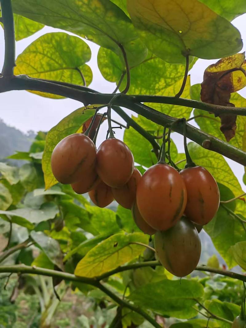 云南树番茄自家果园货源足按需配货对接全国批发商电商