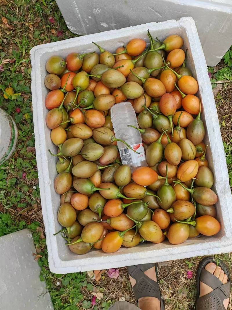云南树番茄自家果园货源足按需配货对接全国批发商电商
