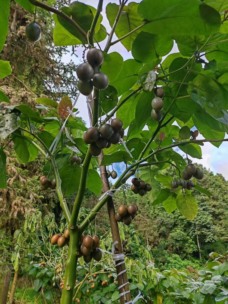 云南树番茄自家果园货源足按需配货对接全国批发商电商