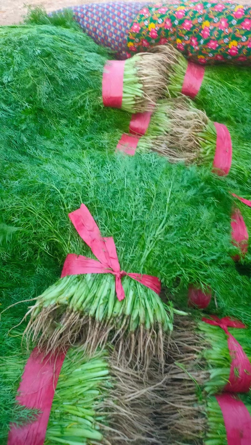 精品茴香苗热销中，产地直供全国代发