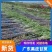 【热销】广东黑皮甘蔗甘蔗产地直发全国发货皮脆汁多