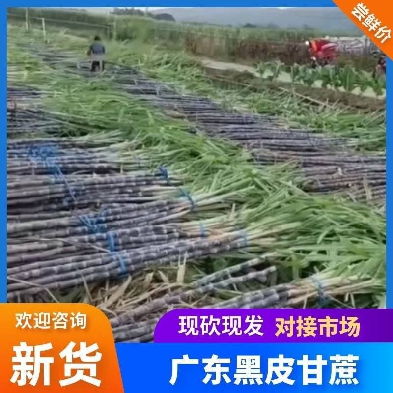 【热销】广东黑皮甘蔗甘蔗产地直发全国发货皮脆汁多
