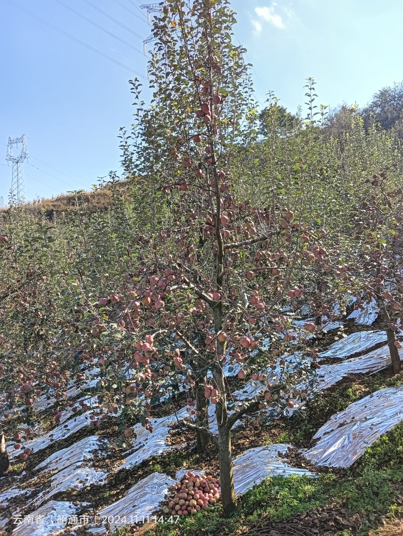 昭通丑苹果