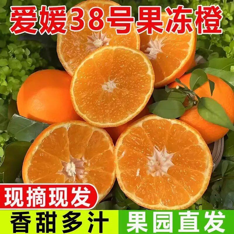 【爱媛38果冻橙】四川精品柑桔产地直供现摘现发大量供应