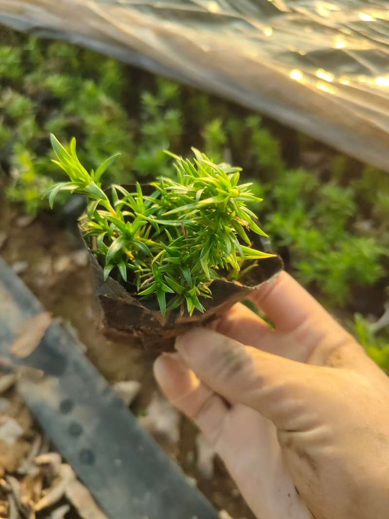 福禄考