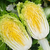黄心白菜大量供应质优价廉欢迎各位客商光临选购