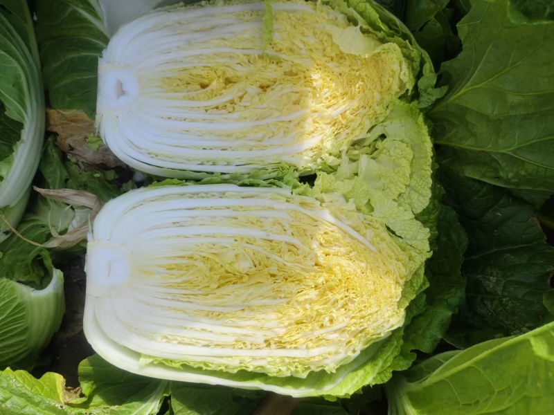 黄心白菜大量供应质优价廉欢迎各位客商光临选购