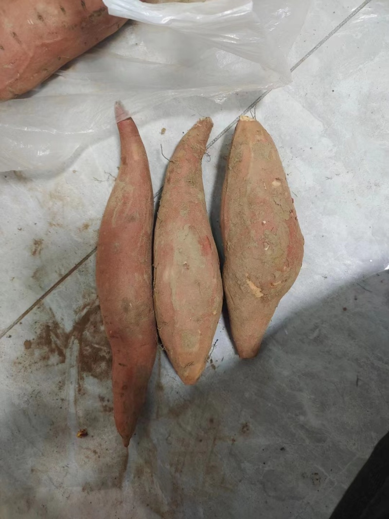 西瓜红红薯产地直销，皮毛亮，口感面甜，全国代发