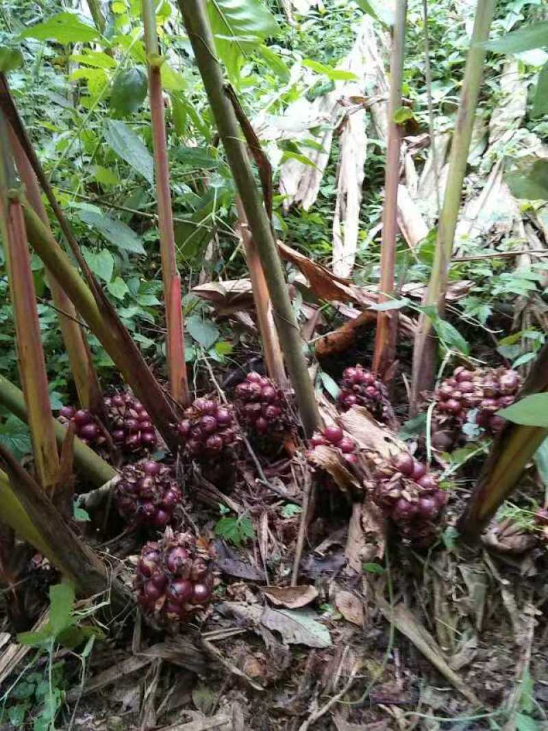 红河草果云南草果无添加产地直供货源充足按需配货