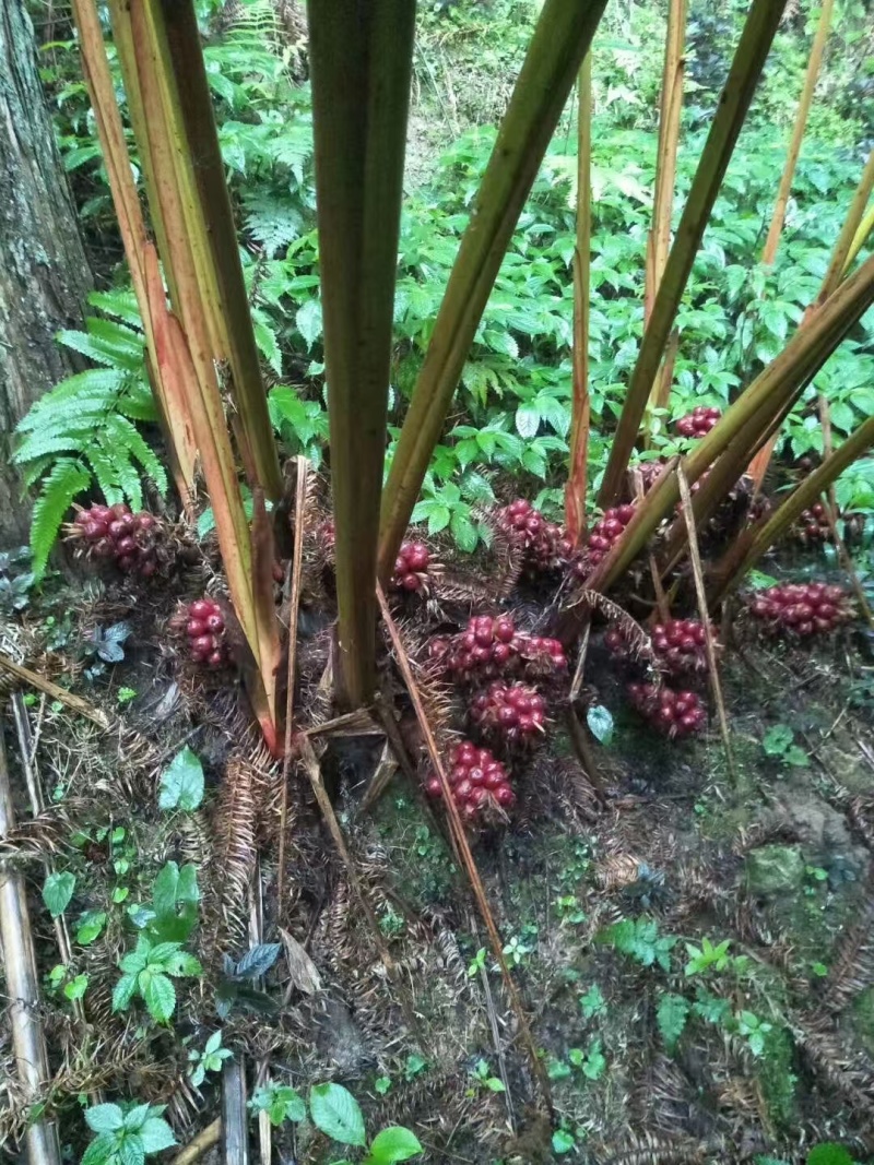 红河草果云南草果无添加产地直供货源充足按需配货