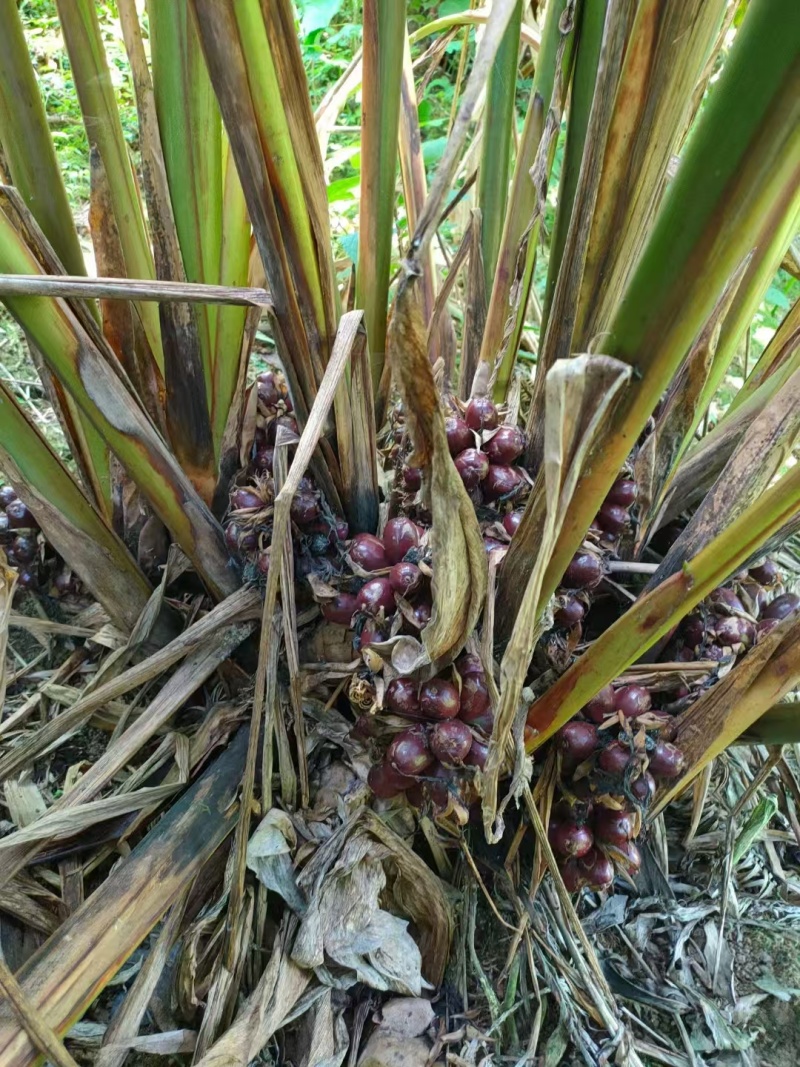 红河草果云南草果无添加产地直供货源充足按需配货