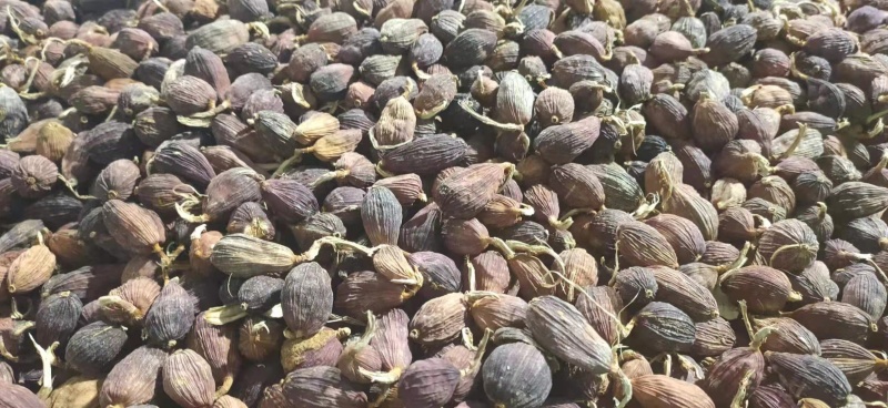 红河草果云南草果无添加产地直供货源充足按需配货