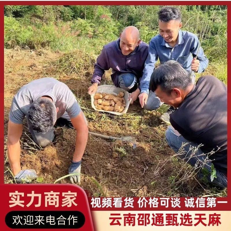 云南昭通小草坝新鲜天麻大量有货，品质保证欢迎各地老板来电