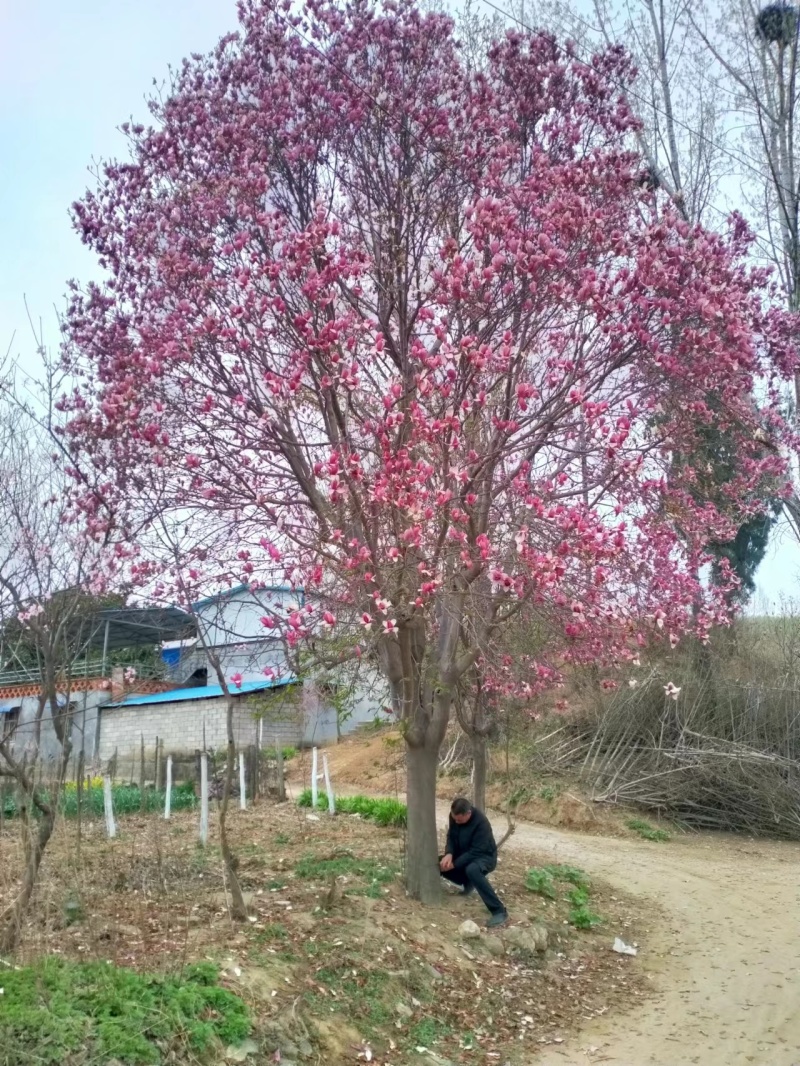 【紫玉兰】南阳玉兰之乡品质齐全产地现挖现发视频看货