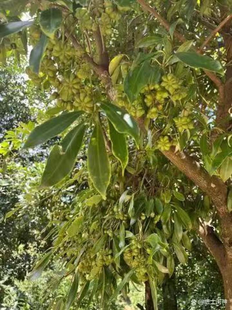 云南大红干八角无硫八角产地一手货按需配货对接全国