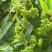 云南大红干八角无硫八角产地一手货按需配货对接全国