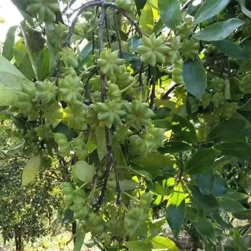云南大红干八角无硫八角产地一手货按需配货对接全国