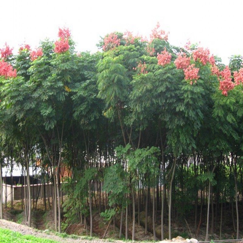 【栾树】北栾树品质保证视频看货量大从优产地批发