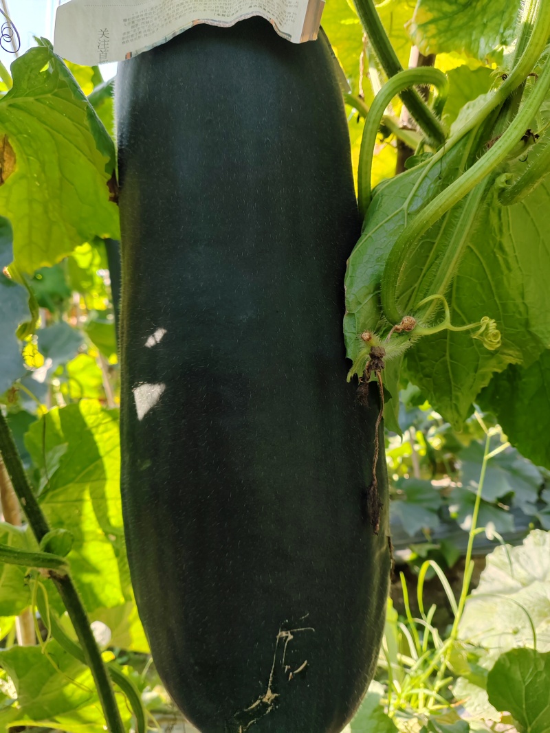 黑皮冬瓜