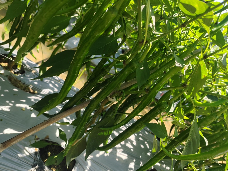 【精品】广西百色线椒产地直发量大从优对接商超