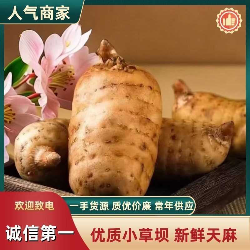 产地直发]甄选优质小草坝新鲜天麻诚信经营云南昭通直发